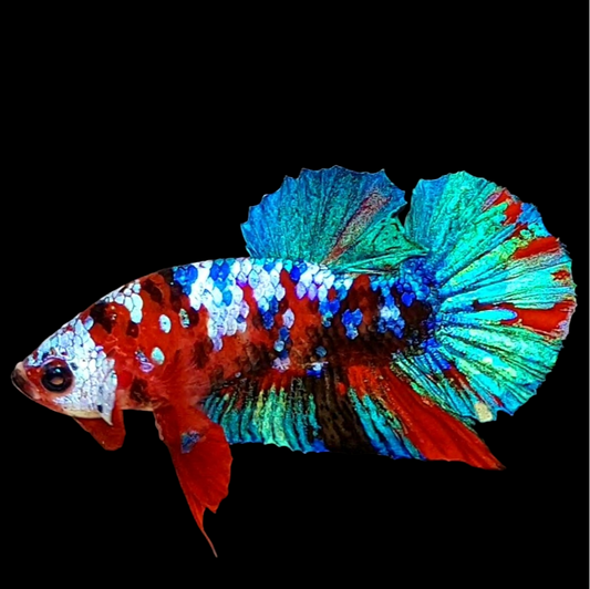 Multicolor Red Koi Galaxy HMPK Male