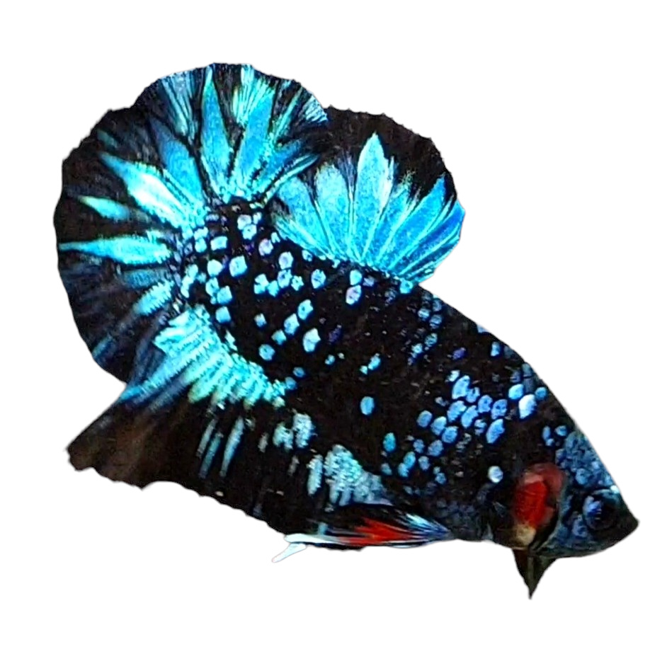 Gordon Gray Model Black Star Avatar Gordon Grey HMPK Male – Zaga Farm