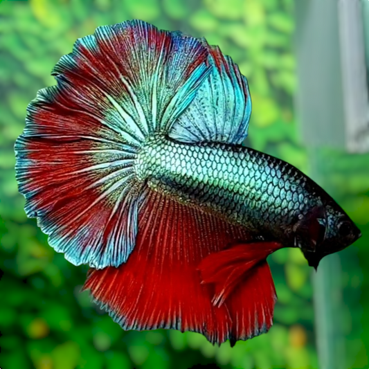 Green Red Halfmoon Male