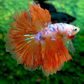 Rosetail Multicolor Candy Galaxy Halfmoon Male