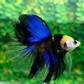 Yellow Black Koi Galaxy Blue Eyes Halfmoon Male