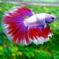 Pink Fancy Halfmoon Male