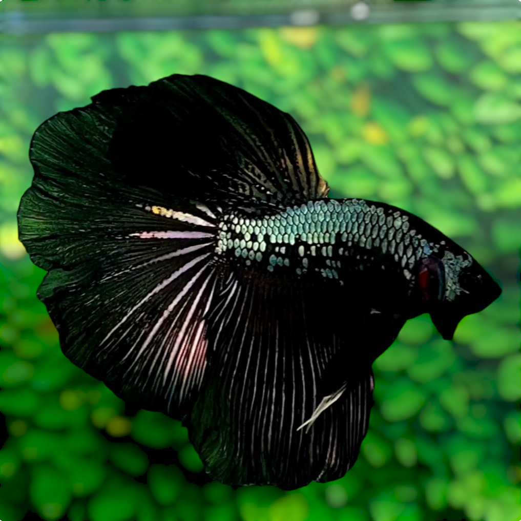 Black Samurai Copper Halfmoon Male