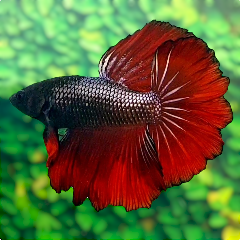 Copper Red Blackhead Halfmoon Male