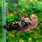 Black Star Copper Gold HMPK Female For Sorority Tank/Breed