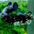 Avatar Green Nebula Black Star Galaxy HMPK Female For Sorority Tank/Breed