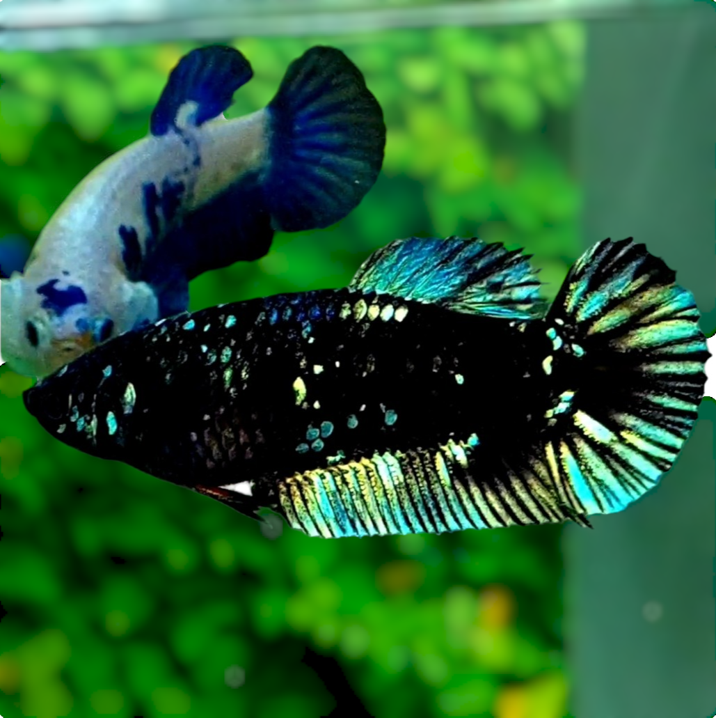 Avatar Green Nebula Black Star Galaxy HMPK Female For Sorority Tank/Breed