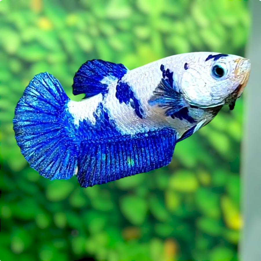 Blue White Marble HMPK Female For Sorority Tank/Breed