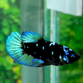 Avatar Gordon Black Star Turquoise Galaxy HMPK Female For Sorority Tank/Breed