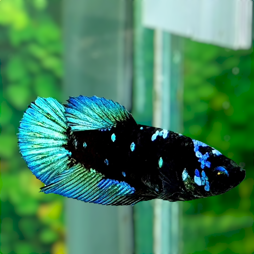 Avatar Gordon Black Star Turquoise Galaxy HMPK Female For Sorority Tank/Breed