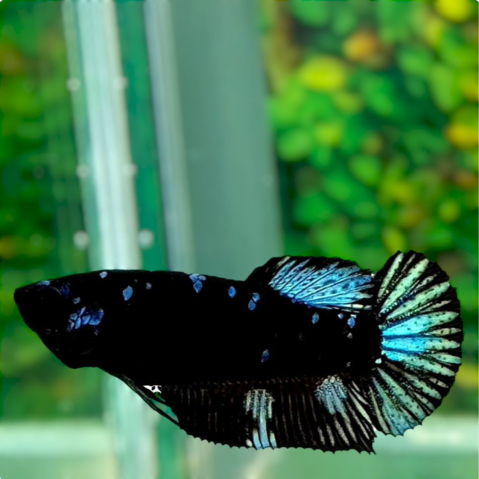 Avatar Gordon Black Star Grey Galaxy HMPK Female For Sorority Tank/Breed