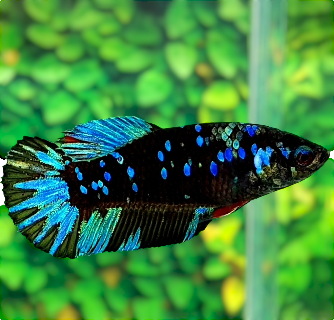 Avatar Gordon Black Star Turquoise Galaxy HMPK Female For Sorority Tank/Breed