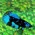 Avatar Gordon Black Star Turquoise Galaxy HMPK Female For Sorority Tank/Breed