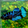 Avatar Gordon Black Star Turquoise Galaxy HMPK Female For Sorority Tank/Breed