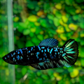 Avatar Gordon Black Star Grey Galaxy HMPK Female For Sorority Tank/Breed