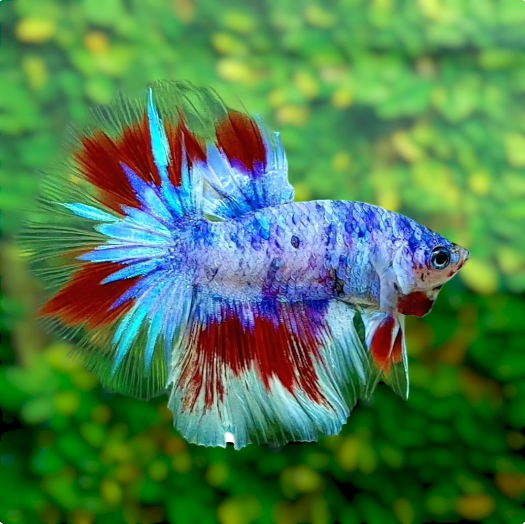 Multicolor Candy Halfmoon Male