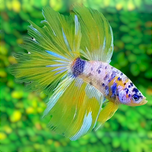 Yellow Pink Koi Galaxy Halfmoon Male