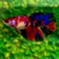 Koi Tiger Galaxy Halfmoon Female For Sorority Tank/Breed