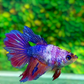 Unique Short Body Fancy Purple Halfmoon Female For Sorority Tank/Breed