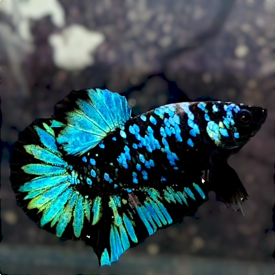 Black Star Avatar Gordon Turquoise HMPK Male