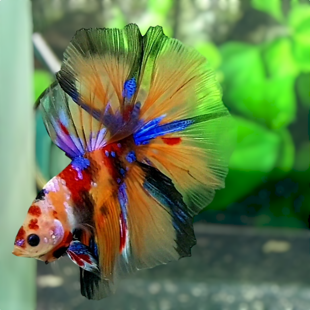 Multicolor Galaxy Halfmoon Male