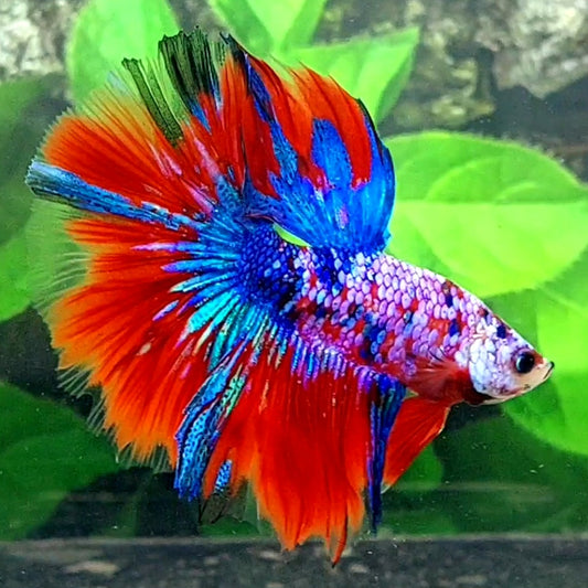 Multicolor Red Galaxy Halfmoon Male