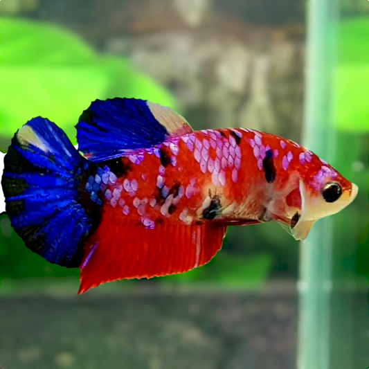 Multicolor Red Pink Galaxy HMPK Female For Sorority Tank/Breed