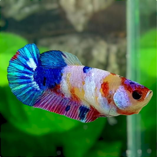 Multicolor Galaxy HMPK Female For Sorority Tank/Breed