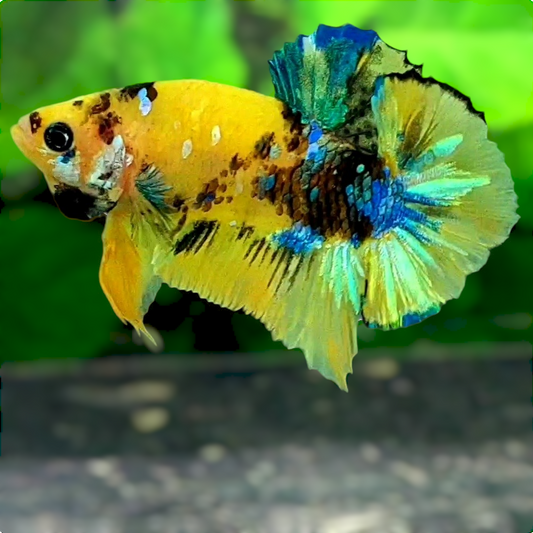 Yellow Galaxy Koi Tiger HMPK Male