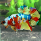 Multicolor Candy HMPK Male