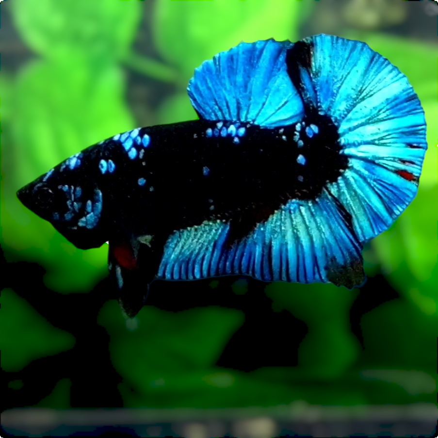 Black Star Avatar Gordon HMPK Male