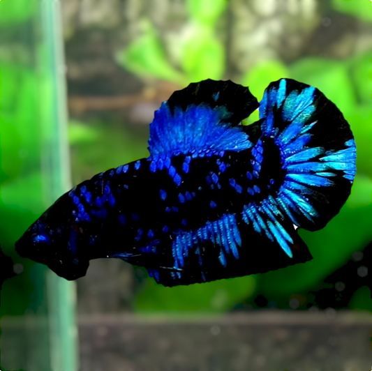 Black Star Avatar Gordon HMPK Male