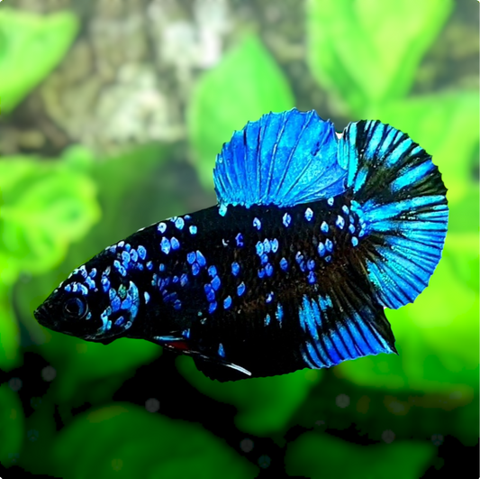 Black Star Avatar Gordon HMPK Male