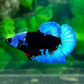 Turquoise Black Light HMPK Male