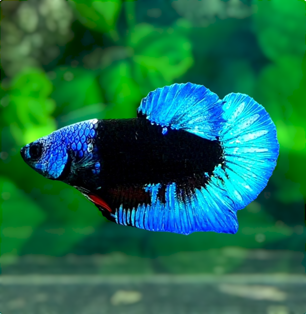 Turquoise Black Light HMPK Male