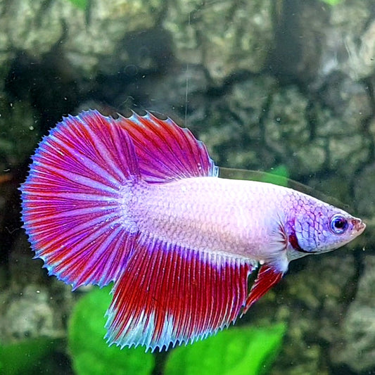 Pink Purple Fancy Halfmoon Female For Sorority Tank/Breed