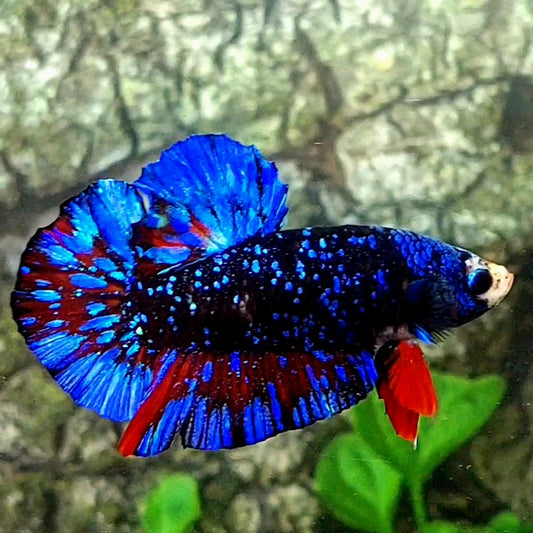 Blackstar Avatar Nebula HMPK Male