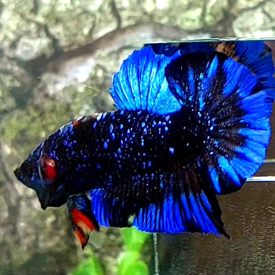 Blackstar Avatar Nebula HMPK Male