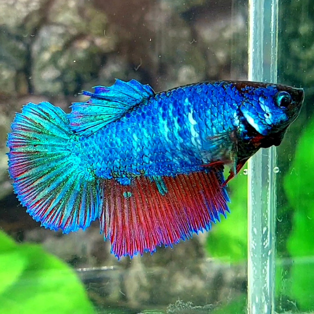 Turquoise Red Fancy Halfmoon Female For Sorority Tank/Breed