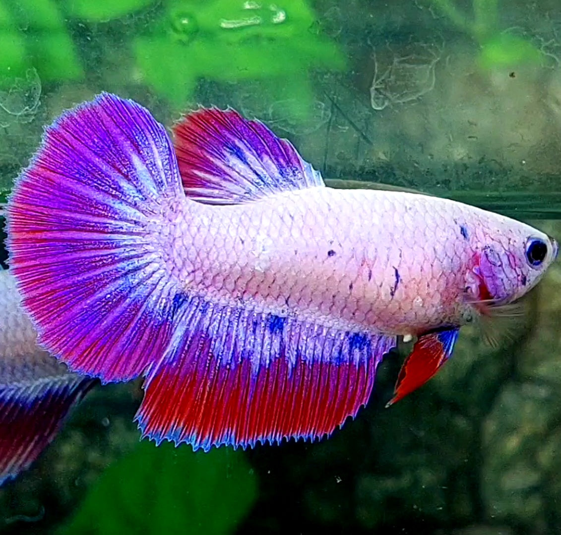 Pink Purple Fancy Halfmoon Female For Sorority Tank/Breed