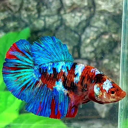 Multicolor Galaxy Halfmoon Female For Sorority Tank/Breed