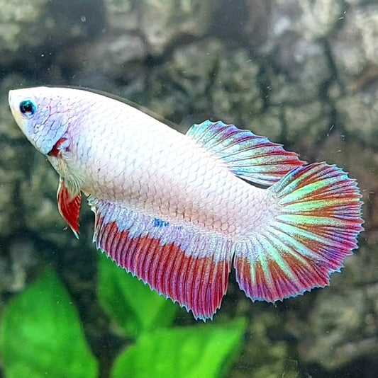 Pink Fancy Halfmoon Female For Sorority Tank/Breed