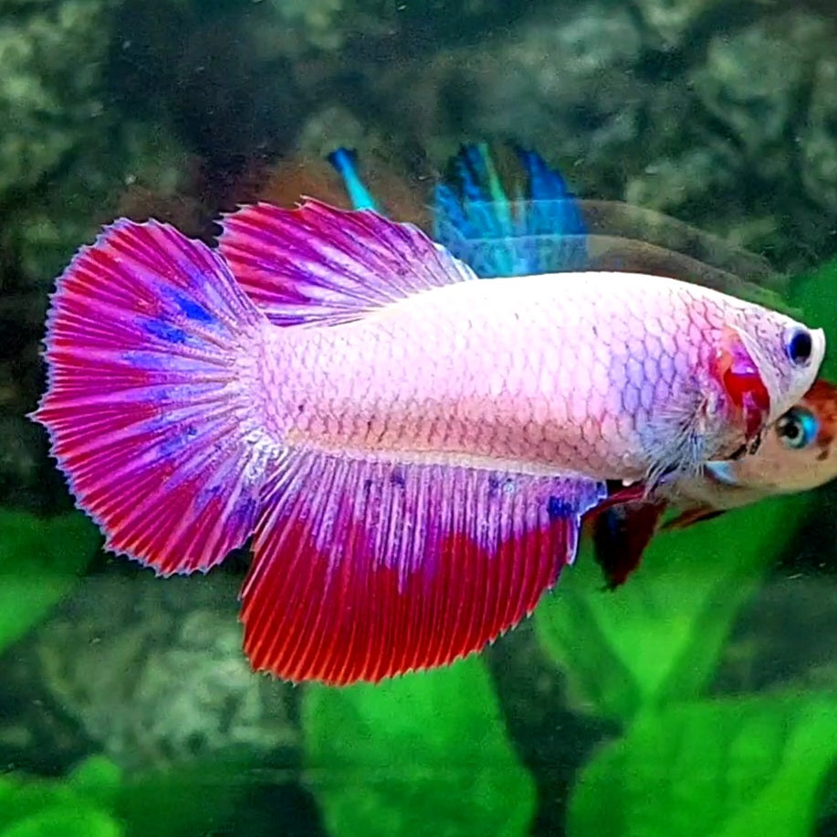 Pink Purple Fancy Halfmoon Female For Sorority Tank/Breed