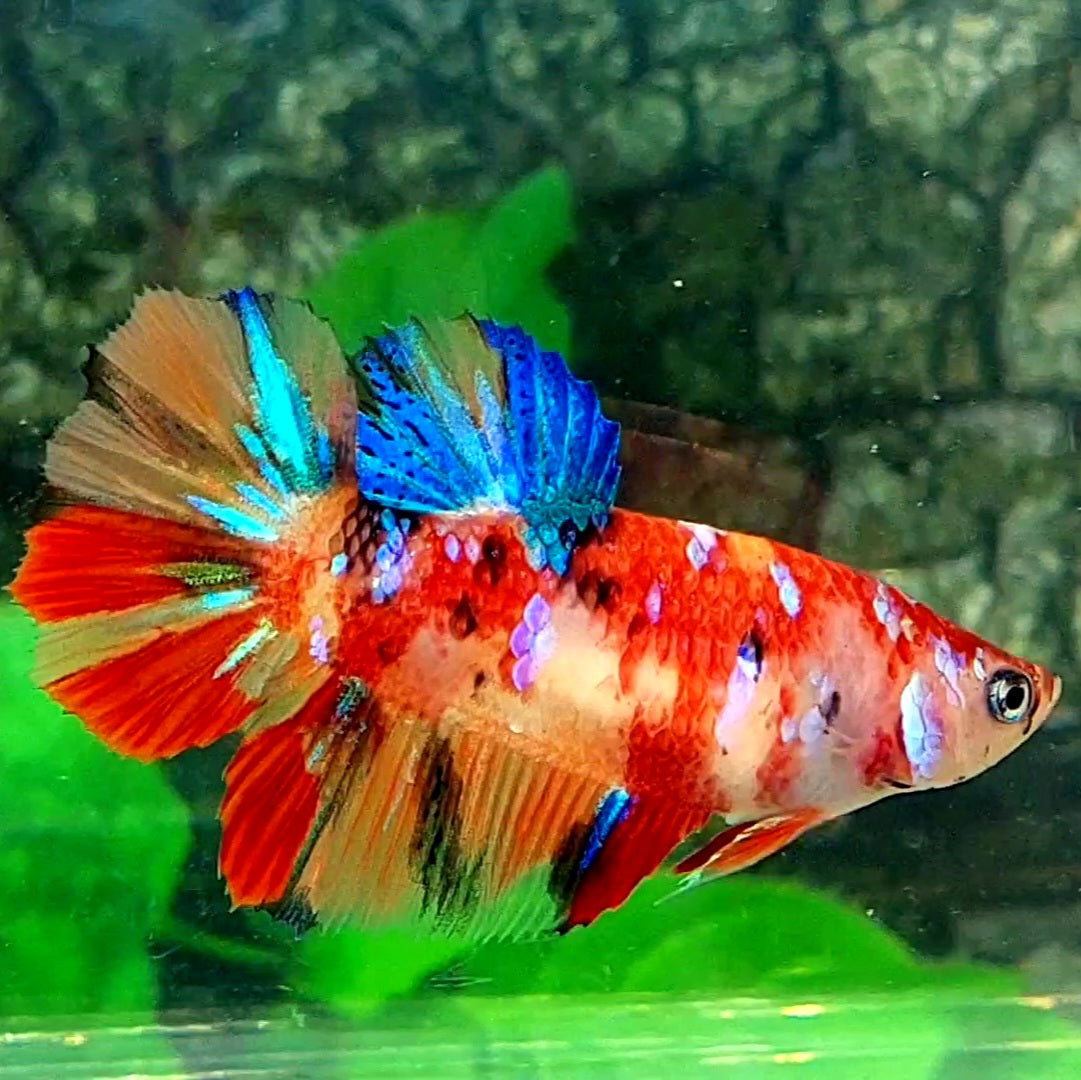 Multicolor Candy Galaxy Halfmoon Female For Sorority Tank/Breed