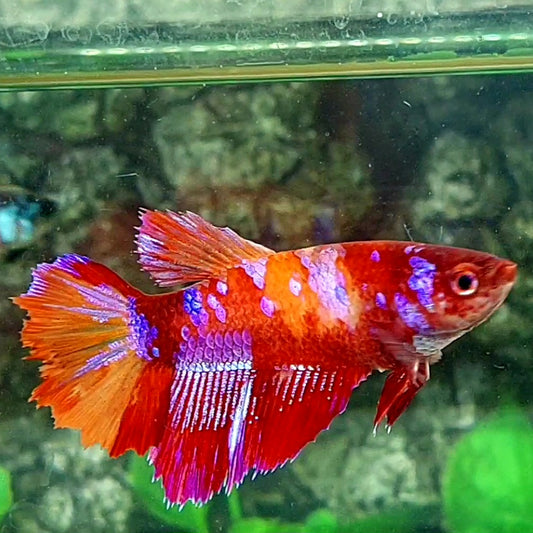 Multicolor Candy Galaxy Halfmoon Female For Sorority Tank/Breed