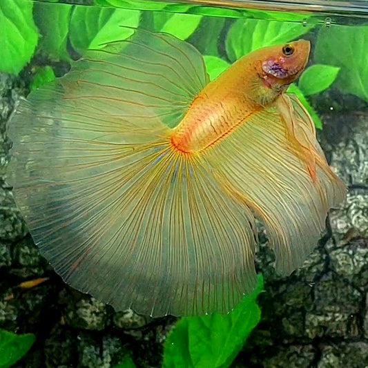 Solid Yellow Huge Fin Halfmoon Male