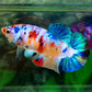 Multicolor Galaxy HMPK Female For Sorority Tank/Breed