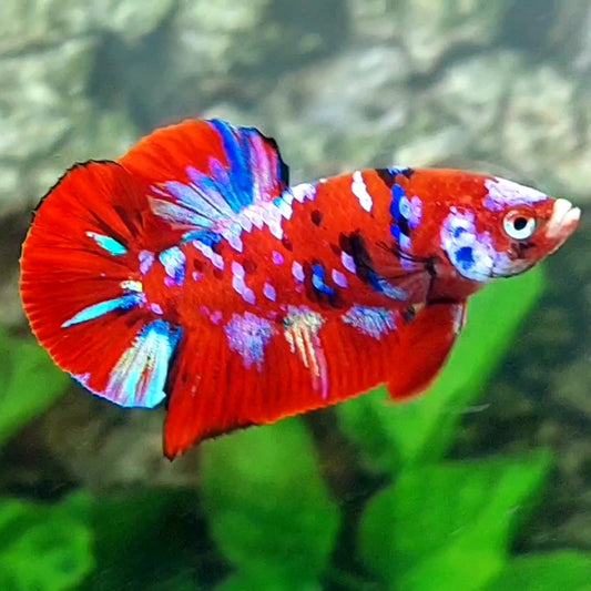 Red Koi Galaxy HMPK Male