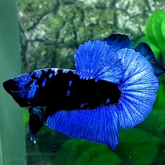 Black Star Blue Avatar Gordon HMPK Male