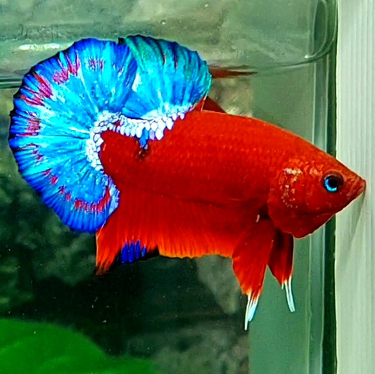 Hellboy Bold Blue Tail HMPK Male